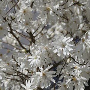 Magnólia hviezdicokvetá (Magnolia stellata) ´ROYAL STAR´ - výška 50-70 cm, kont. C3L (-24°C)